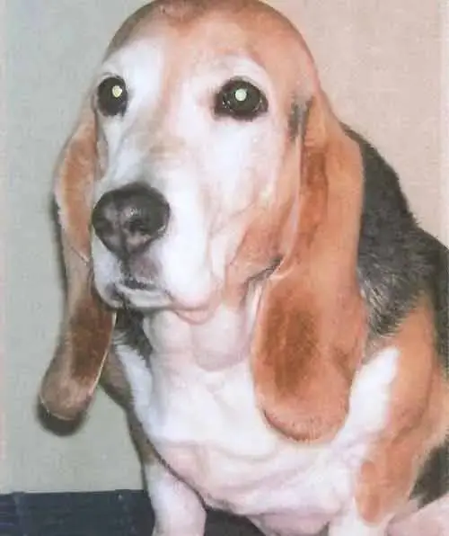 Pancytopenia. Bone Marrow Disease. Pokey's picture.