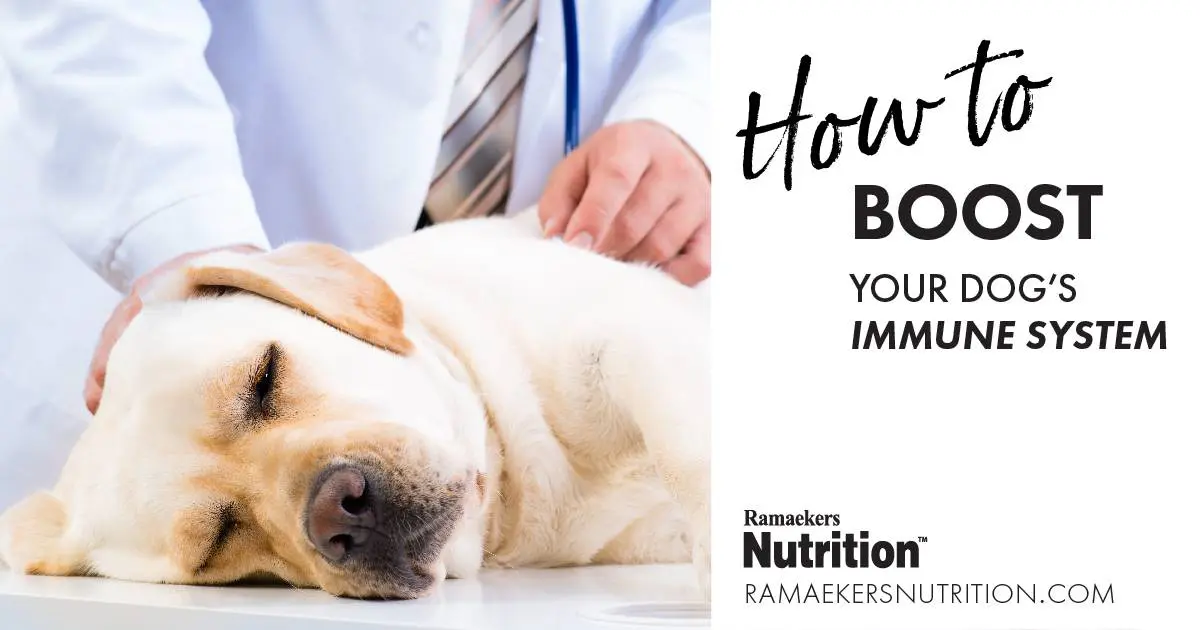 Vet Immune Professional Tabs are formulated for therapeutic use in animals as an adjunct to chemotherapy, surgery, or radiation.