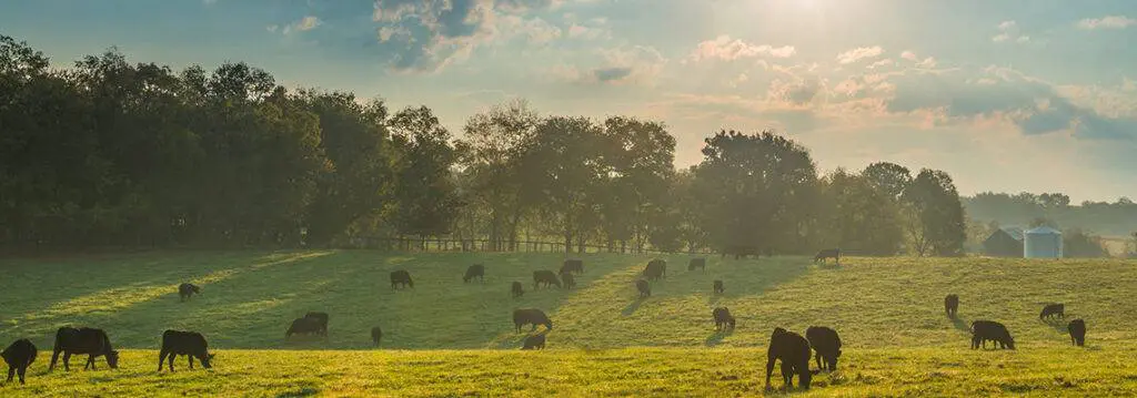 Our Mission at Ramaekers Nutrition is to develop natural nutritional products that facilitate improved therapeutic results in veterinary medicine for all domesticated species. A more integrative approach to traditional Western Medicine practices that reduces antibiotics and growth enhancement products and instead focuses on immune modulation and the use of natural products from our food chain and environment.