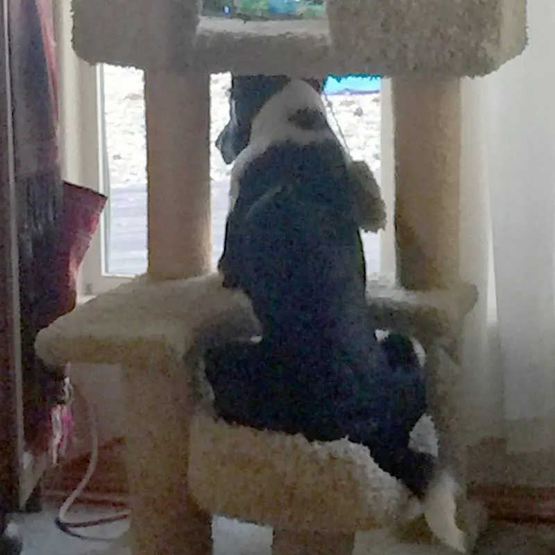 Featured Pet, Skyler