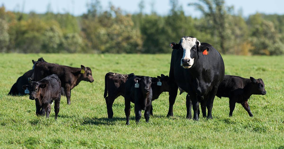 Beating Bovine Respiratory Disease (BRD)