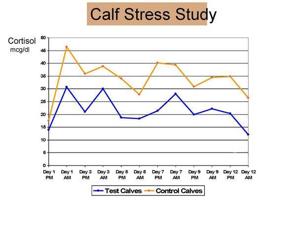 Calf stress graph