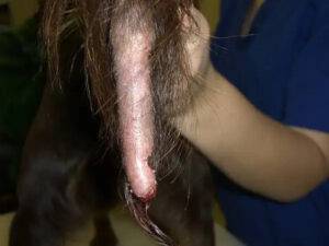 Immune-Mediated Ear Flap