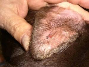 Immune-Mediated Ear Flap
