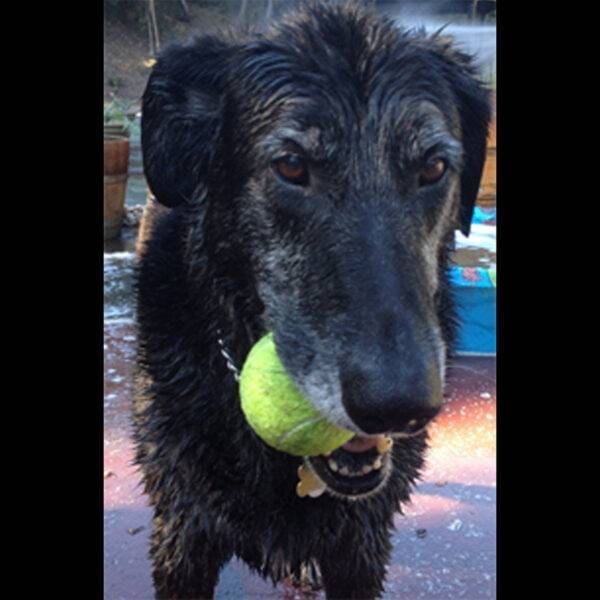 Featured Pet, Ruger.