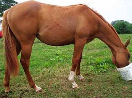Healthy Horse After Treatment