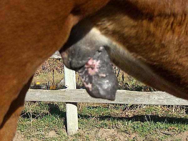 Male Horse Penis