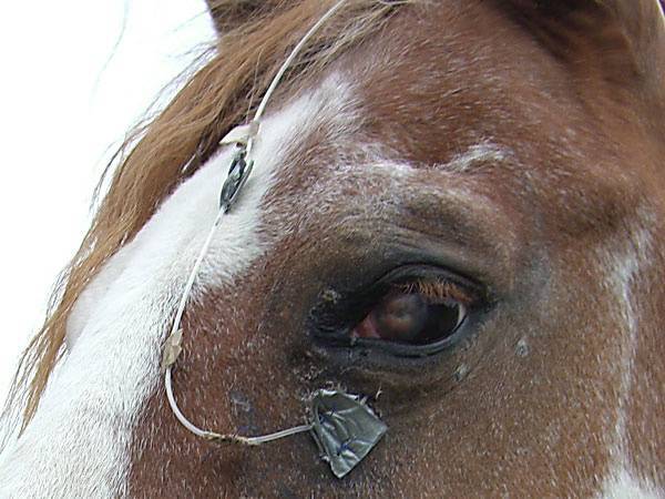Horse Eye Treatment