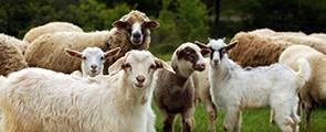 Goats and Sheep. Educate The Immune System Of All Small Ruminants To Help Fight Viral and Bacterial Infections and Stress Induced Conditions.