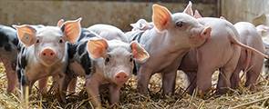 Swine Species. Trust Transfer Factor Technology To Optimize Immune System Function In Your Companion Animals & Commercial Livestock. Nutraceuticals.