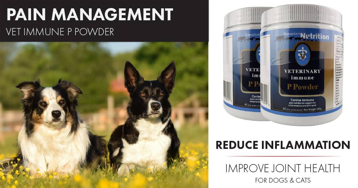 Vet Immune P Powder: Natural Pain Relief for Dogs – Ramaekers