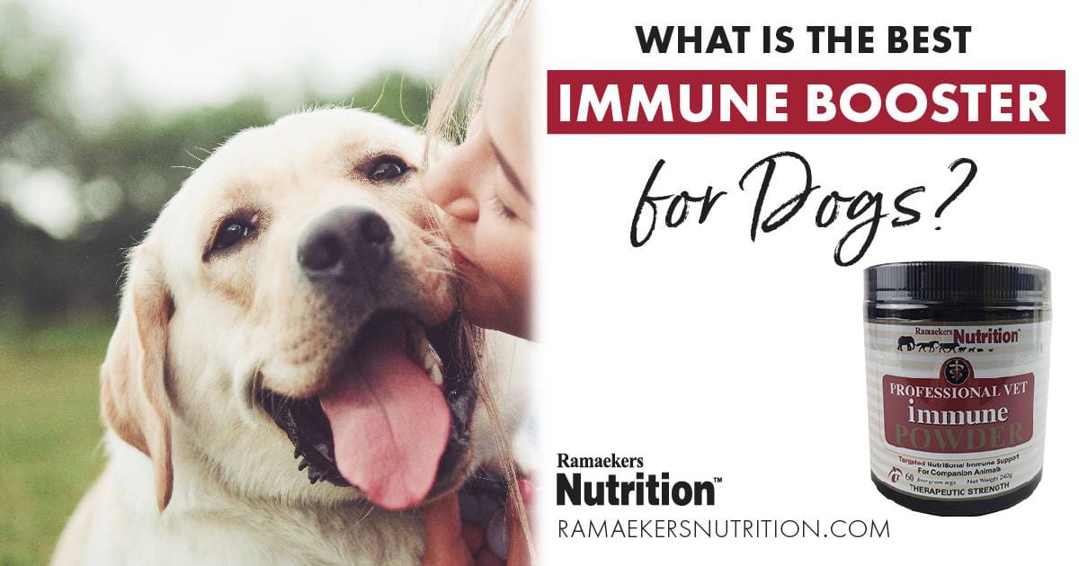 Vet Immune Professional Powder is formulated for therapeutic use in animals as an adjunct to chemotherapy, surgery, or radiation.