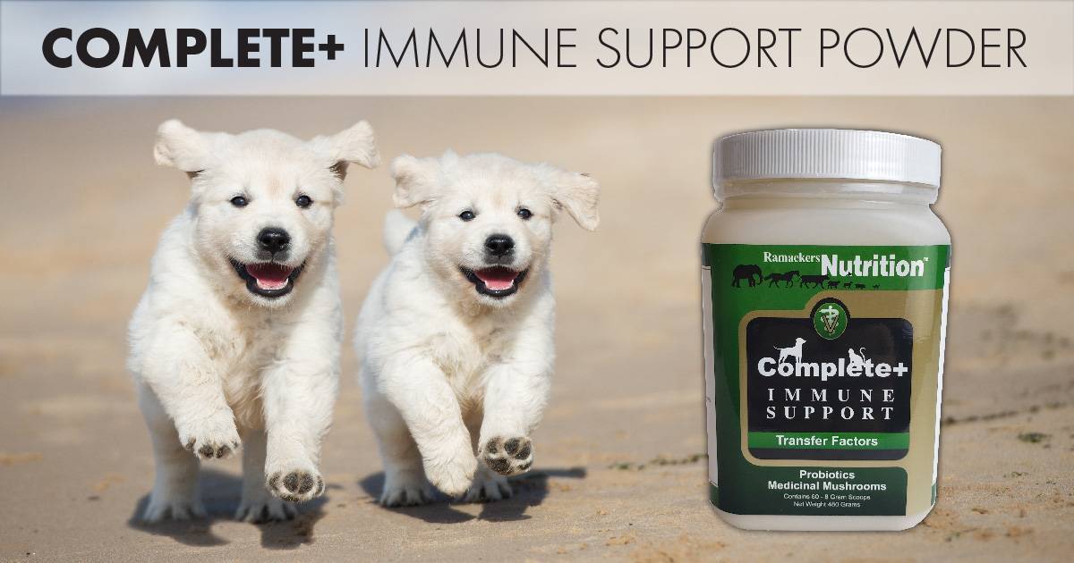 Complete+ Immune Support Powder – Ramaekers Nutrition
