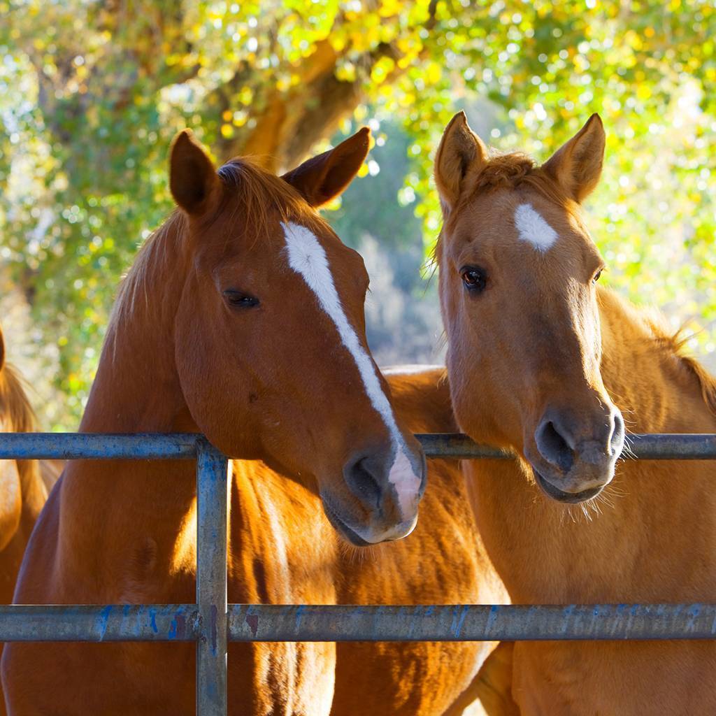 Equine Supplements Horse Supplements Ramaekers Nutrition