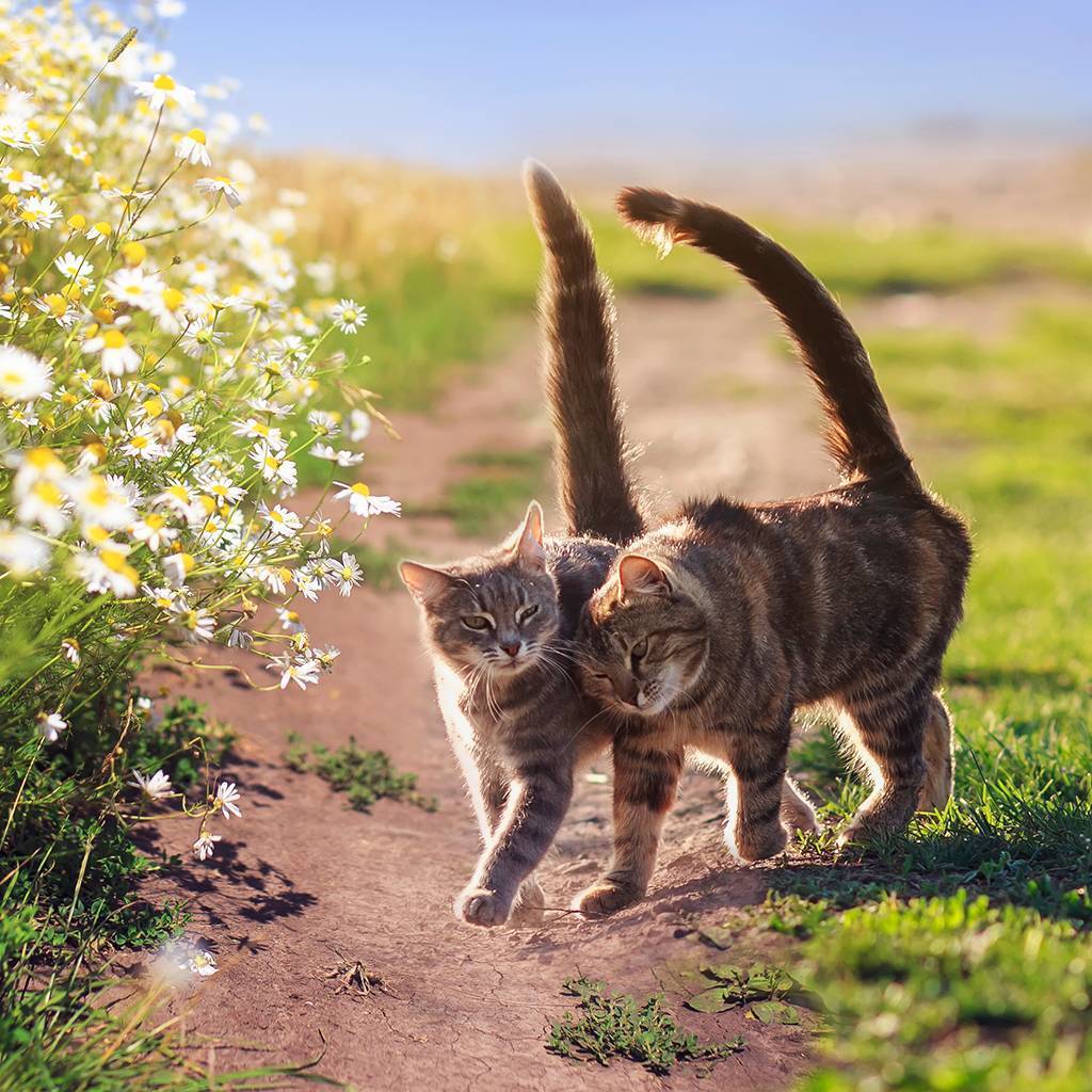 Feline Supplements Animal Supplements Ramaekers Nutrition