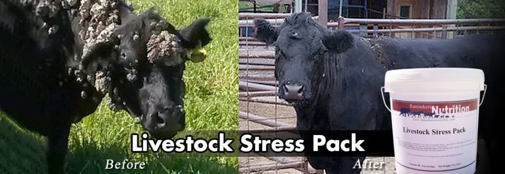 Livestock Stress Pack provides life essential Vitamins, Minerals, Electrolytes, Probiotics, Mushroom Extracts, and the immune power of Transfer Factors.
