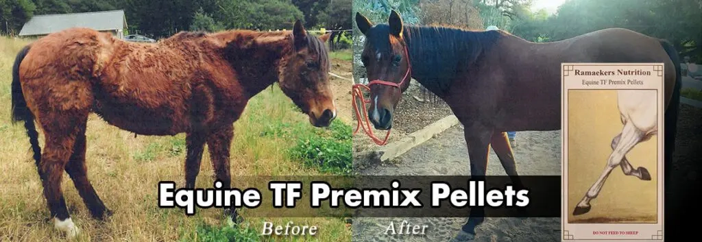 Equine TF Premix Pellets are available for horses of any age. The pellets are designed for your horse’s diet to support growth, performance, and disease challenges.