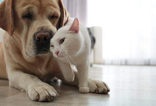 Canine and Feline Nutritional Supplements. 