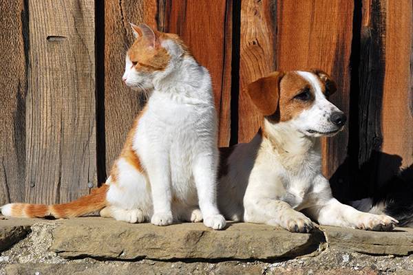 Canine and Feline Supplements. We developed nutritional supplements for dogs and cats that emphasize immune education, immune modulation, and broad-based dietary support for the patient.