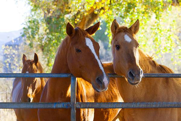 Equine Supplements. Feeding your horses a balanced diet leads to a robust functioning immune system and overall health.