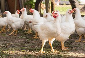 Poultry Species. Field-tested and proven immune therapy for your flocks. Decreased death loss and stronger disease resistance with flexible delivery options.