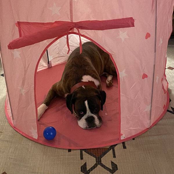 Featured Pet, Harlee.