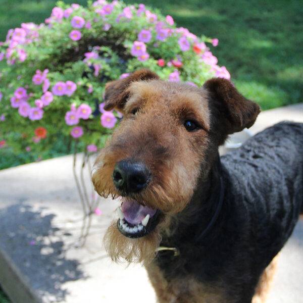 Featured Pet, Money.