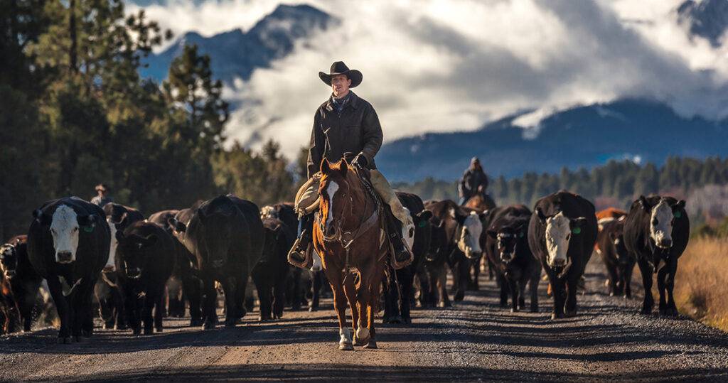 Bovine product sales. Ridgeway, Colorado cowboys on a cattle drive with Angus and Hereford cross cows and calves.