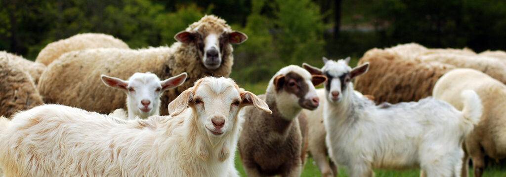 Goats and Sheep. Educating the immune system of all small ruminants helps fight viral and bacterial infections and stress-induced conditions.