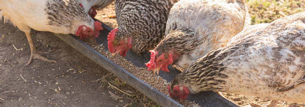Poultry at food trough. Field-tested and proven immune therapy for your flocks. Decreased death loss and stronger disease resistance with flexible delivery options.
