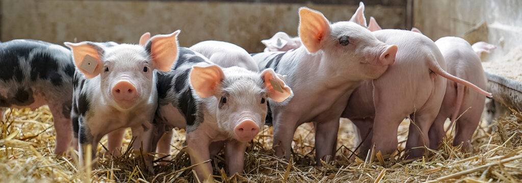 Swine Species. Optimize Immune System Function In Your Commercial Livestock. Nutraceuticals.