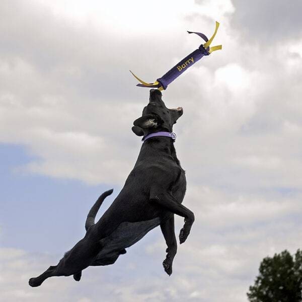 Barry, Dock Diving Champion.