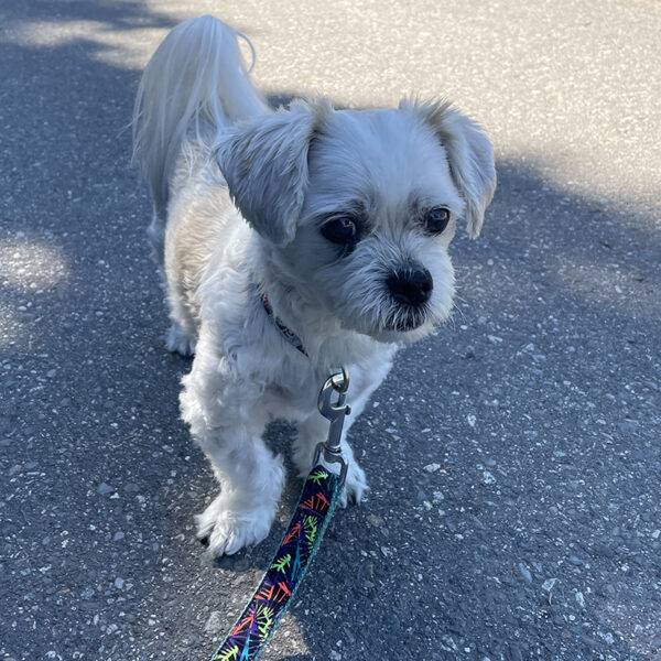 Featured Pet, Austin.