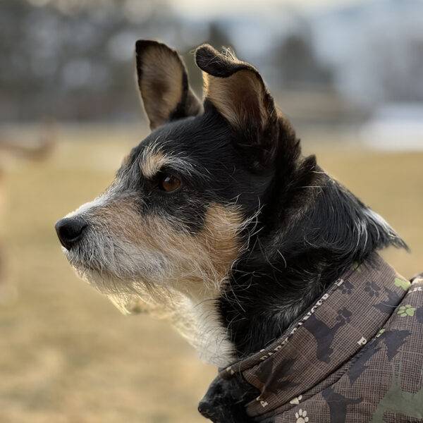 Featured Pet, Buddy.