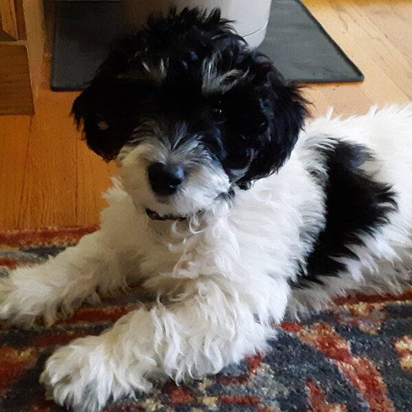 Featured Pet, Dante.