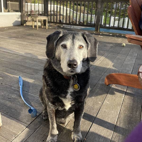 Featured Pet, Dexter.