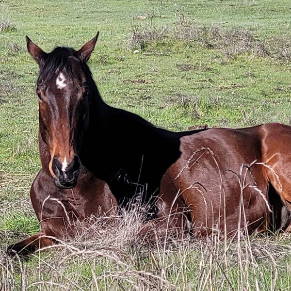 Confined and Malnourished. Featured Pet, Easy Sailor.