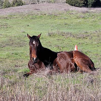 Featured Pet, Easy Sailor. We rescued Easy Sailor and Transfer Factor Premix Pellets help ward off Cushing's and Laminitis and keep him healthy.