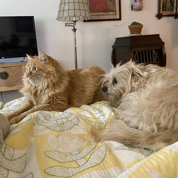 Hoglet. Cancer inoperable terminal. He takes professional vet immune powder to feel better.