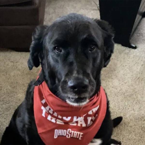 Featured Pet, Ivy. Complete+ Immune Support Powder helps Ivy with her arthritic hip.