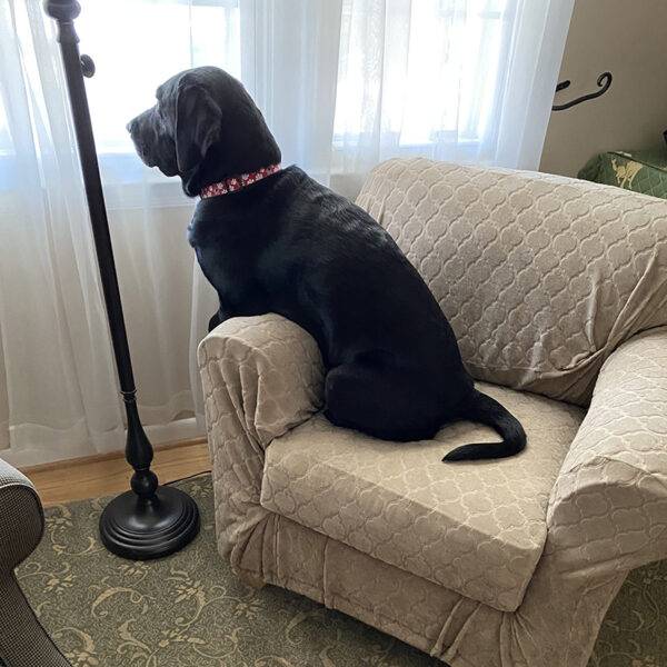 Jackson is a rescue dog from the streets of Baltimore, MD. He stays healthy with Complete+ Immune Support Powder.