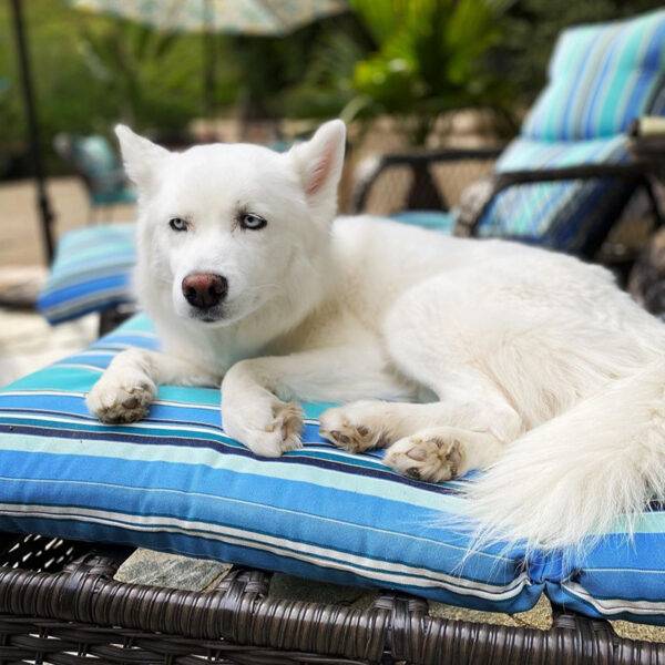 Kaya, Featured Pet. Complete+ Immune Support Powder brought her back to health.