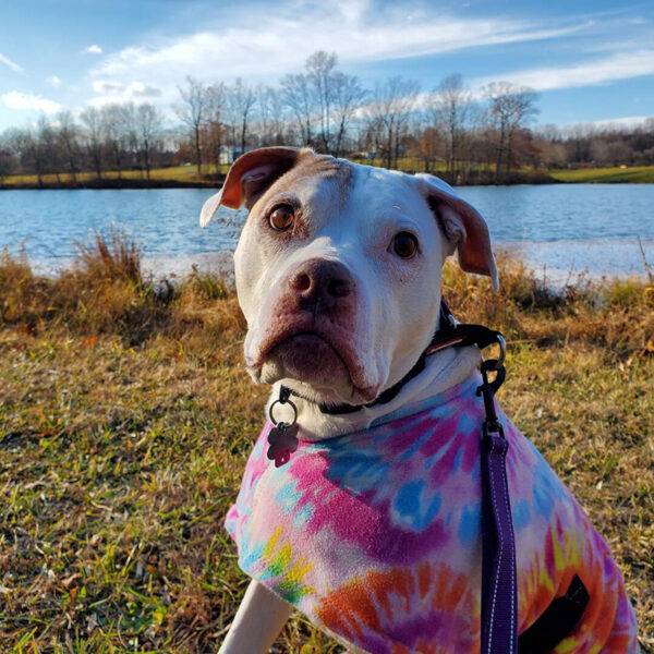 Featured Pet, Lilah.