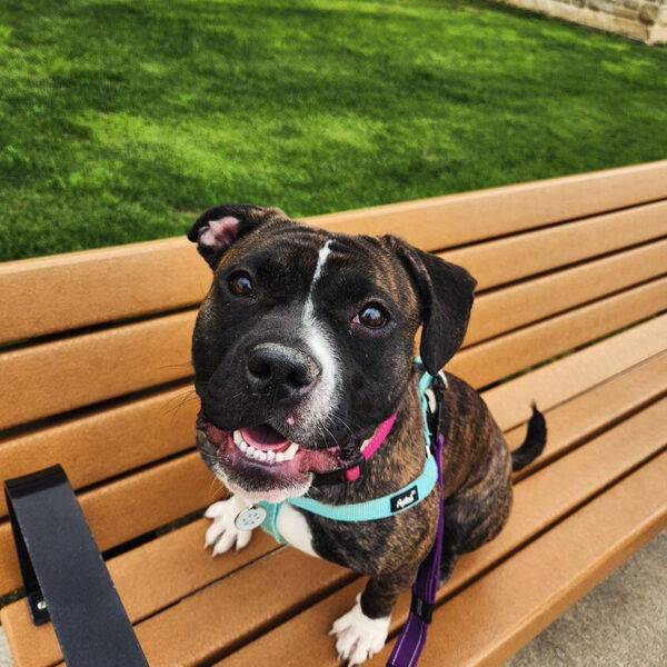 Featured Pet, Mandy.