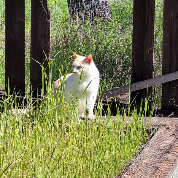 Featured Pet, Mookie. Rescued from the outdoors, Mookie has very dry skin. Complete+ Immune Support Powder help keep his allergies away.