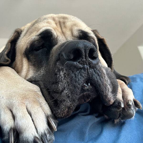 Remington is a good boy with separation anxiety and takes the Animal Stress Pack.