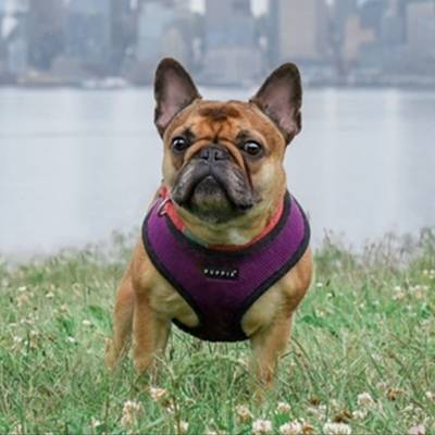 Tank, Featured Pet. Tank overcame bladder infections using Complete+ Immune Support Powder.