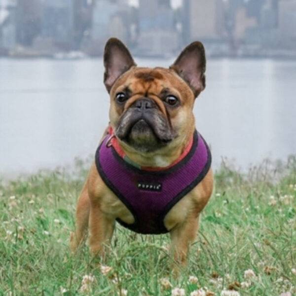 Tank overcame bladder infections using Complete+ Immune Support Powder.