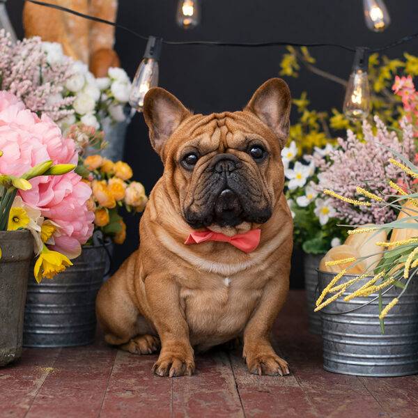 Squamous Cell Carcinoma Skin Lesions. Featured Pet. Nando uses Vet Immune Professional Tabs. Transfer Factor.