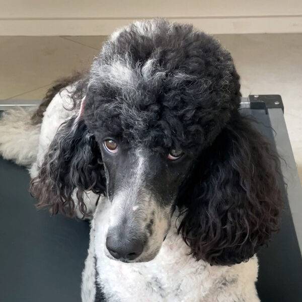 Meet Domino. A Featured Pet at Ramaekers Nutrition.